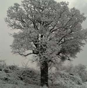 drugi snig u siječnju 2017.