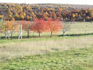 Jesen iz dobranjskog polja